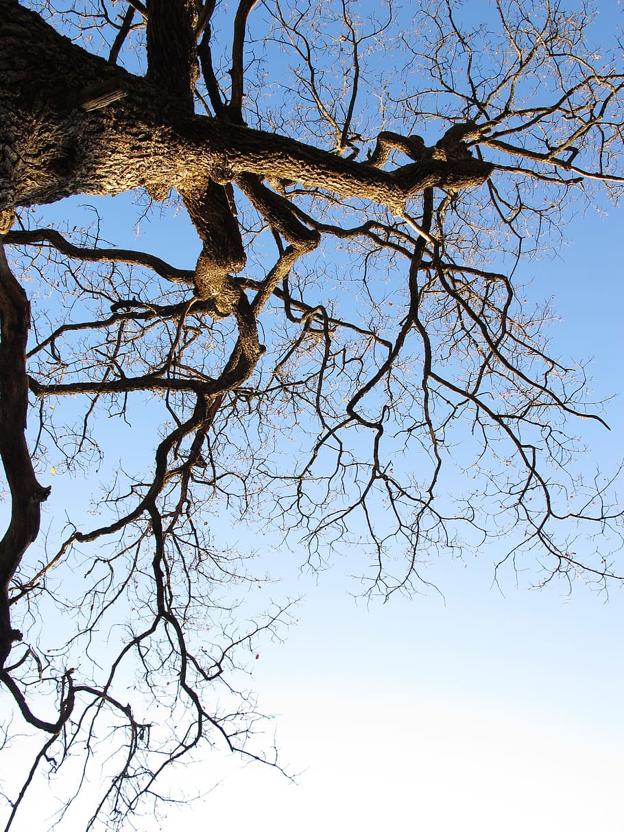 tree, sky, nature, blue, branch, bare tree, low angle view HD wallpaper
