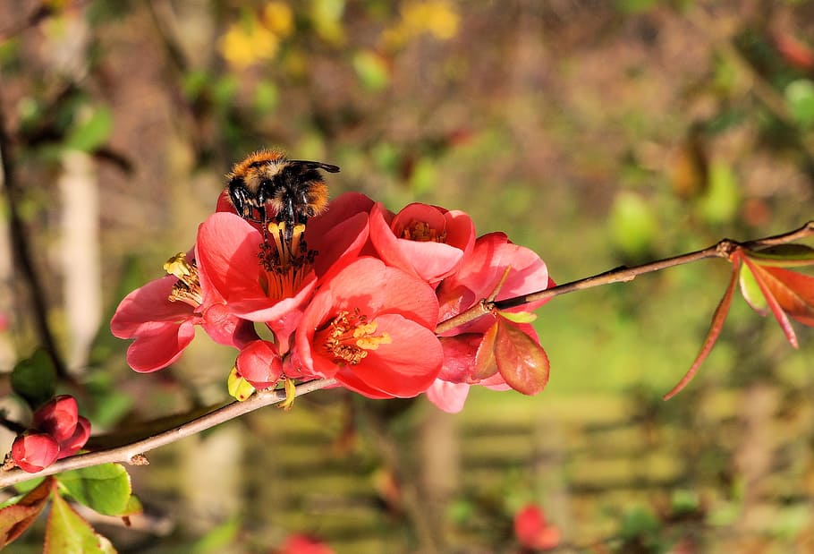 blossom, bloom, red, flower, hummel, close, collect, flowering plant HD wallpaper