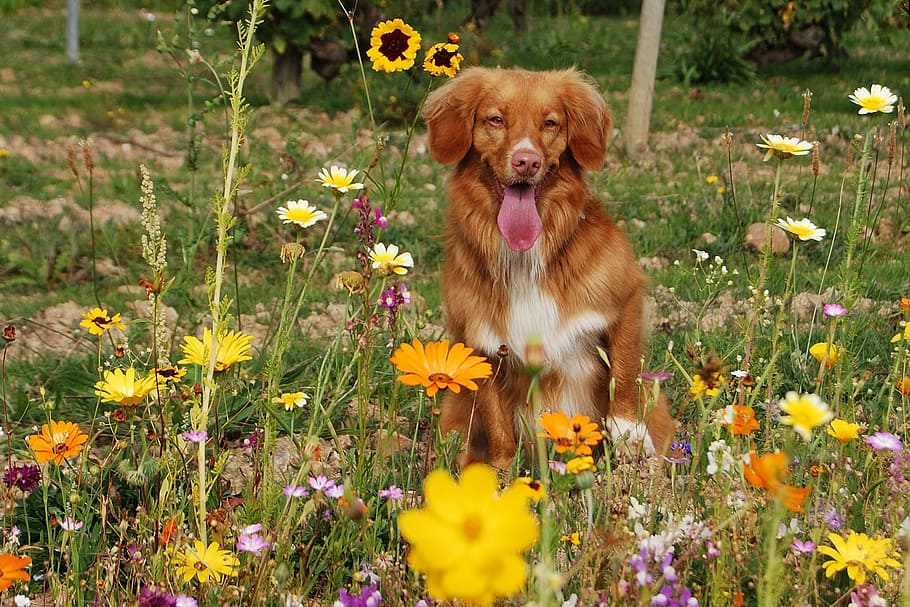 adult brown and white nova scotia duck tolling retriever at the flower field during daytime HD wallpaper