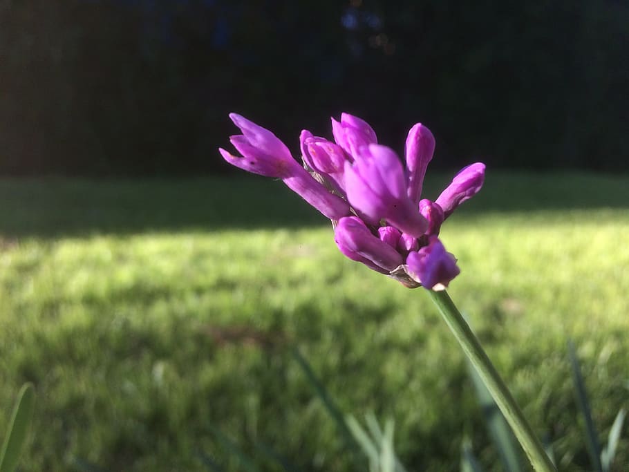 lily, flower, blooming, spring, pink, season, bud, flowering plant HD wallpaper