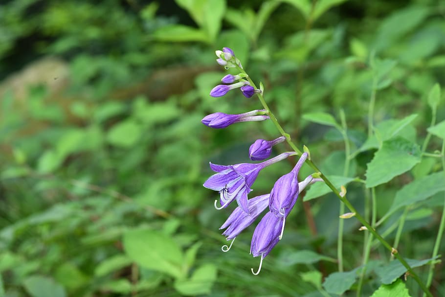 hosta longipes, vivian chu, lily and, purple, flowering plant