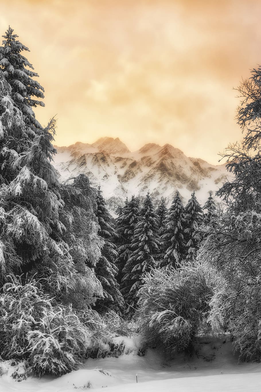 landscape photography of trees covered with snow, snow-covered mountain HD wallpaper