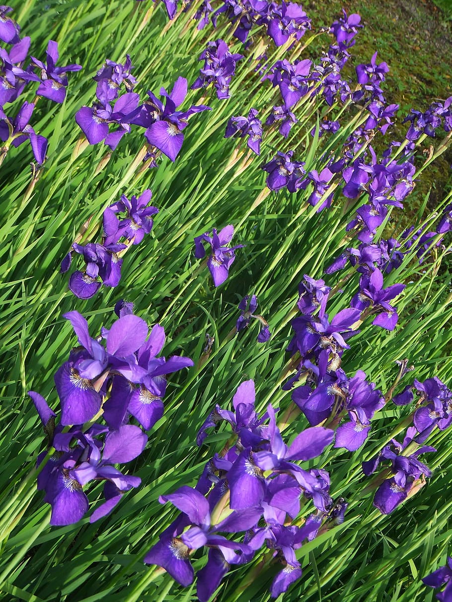 iris, purple, field, flower, green, spring, nature, blossom HD wallpaper