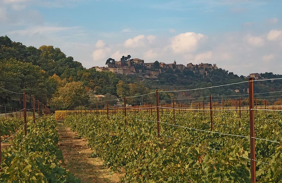 Vineyard, Wine, Winegrowing, Landscape, provence, grape, nature HD wallpaper