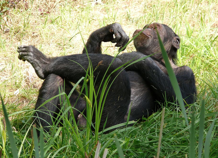 ape resting on couch grass, monkey, chimpanzee, relaxed, nature, HD wallpaper