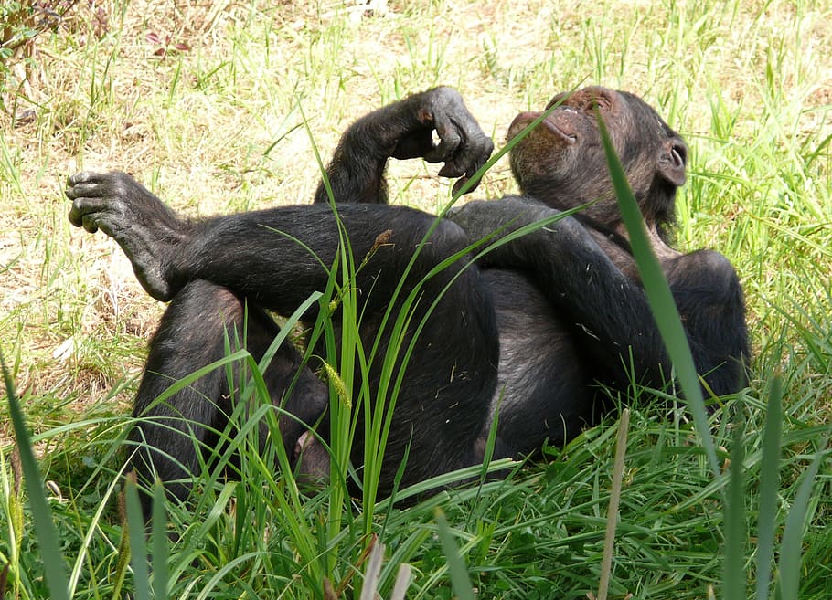 ape resting on couch grass, monkey, chimpanzee, relaxed, nature HD wallpaper