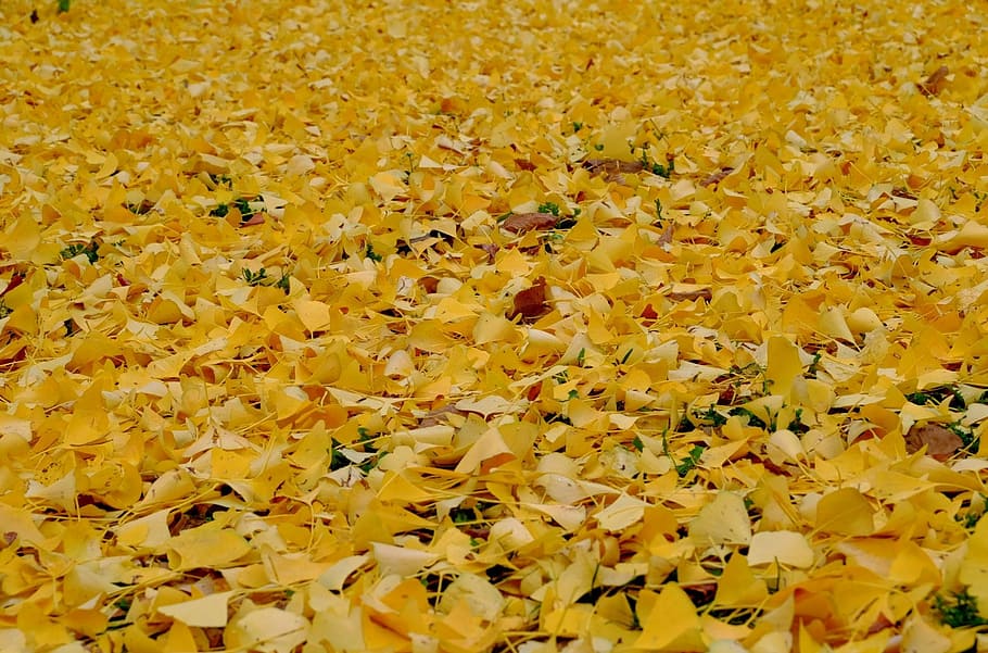 leaves, yellow, fall foliage, carpet, autumn, leaf, nature, HD wallpaper