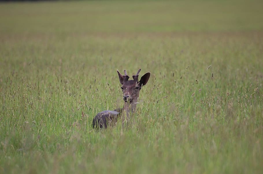 deer, meadow, summer, animal themes, mammal, grass, plant, one animal HD wallpaper