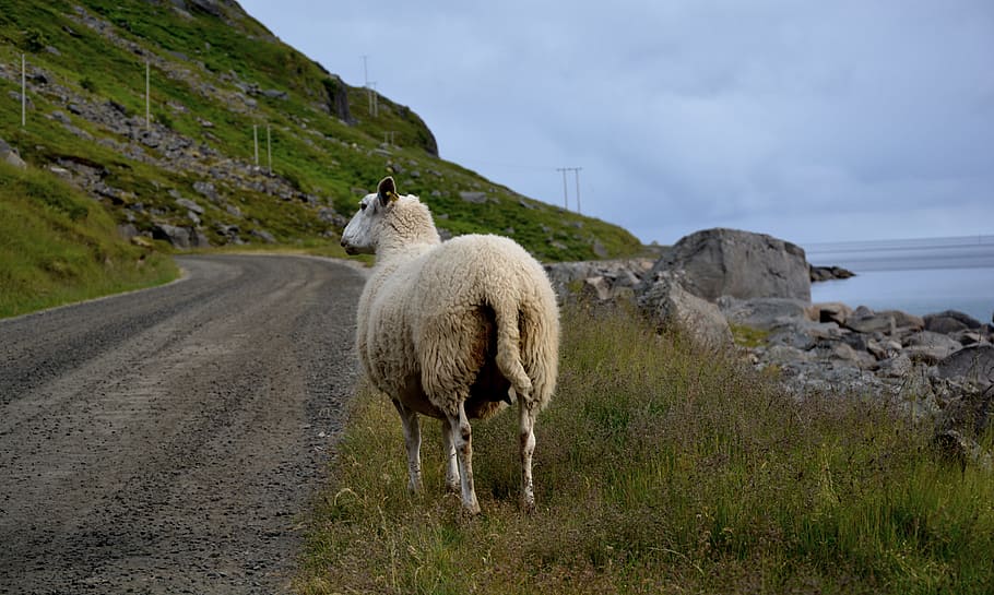 sheep, coast, mountain, nature, landscape, water, scenic, countryside HD wallpaper