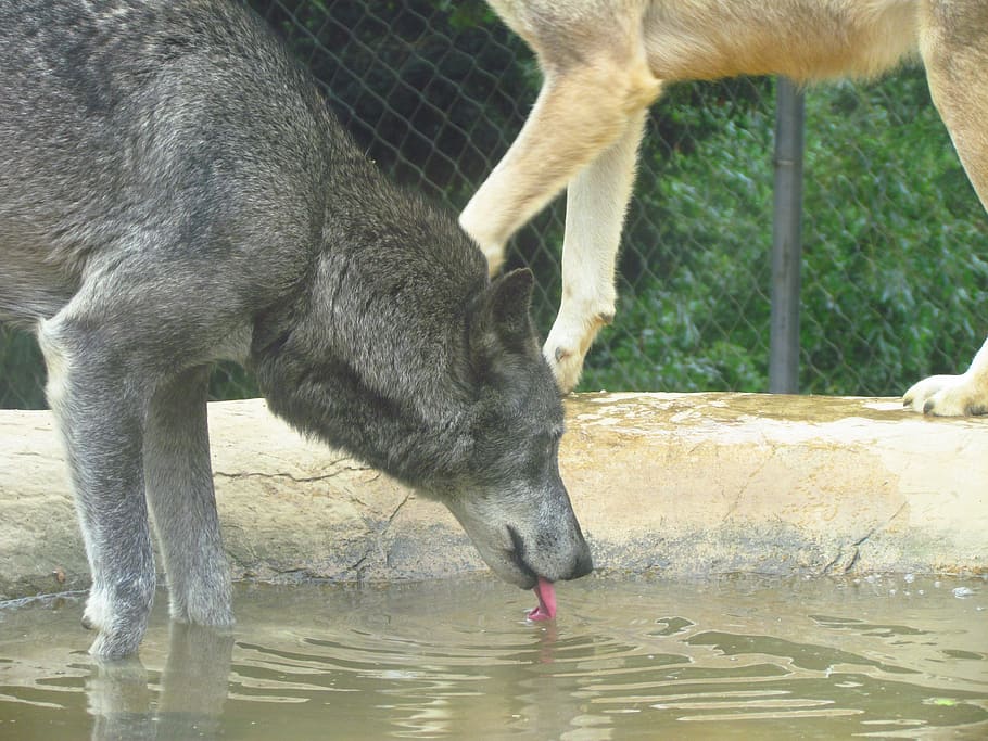 wolf, zoo, wild, predator, drinking, animal, animal themes HD wallpaper