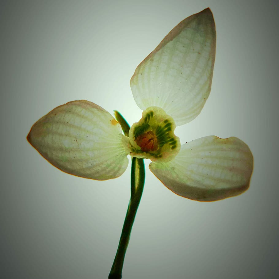 Snowdrop, Spring, From Below, flower, close-up, growth, studio shot HD wallpaper