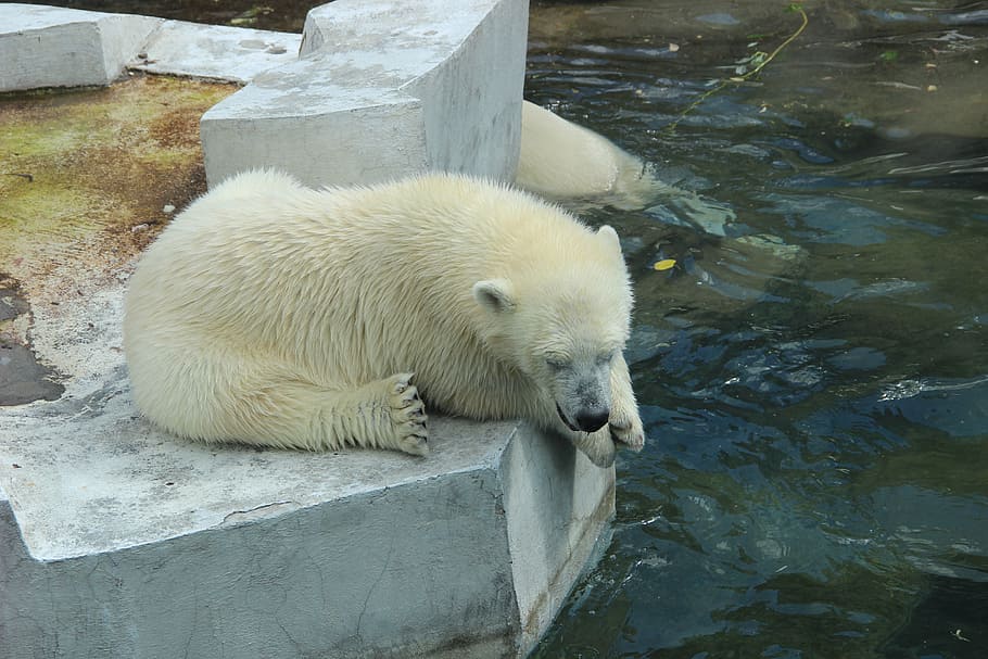 white bear, zoo, summer, animals, water, animal themes, one animal HD wallpaper