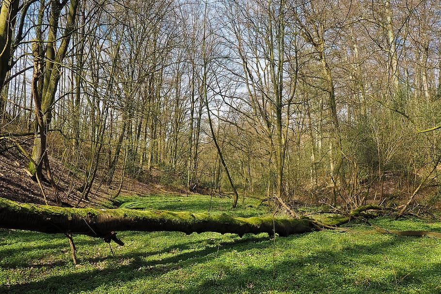 Forest, Landscape, Bach, Glade, Trees, nature, water, green HD wallpaper
