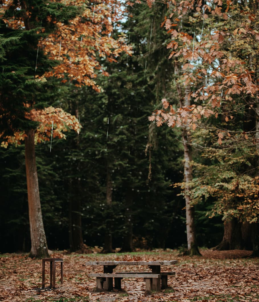 Picnic Table in the forest in Autumn / Fall, brown picnic table in the middle of forest HD wallpaper