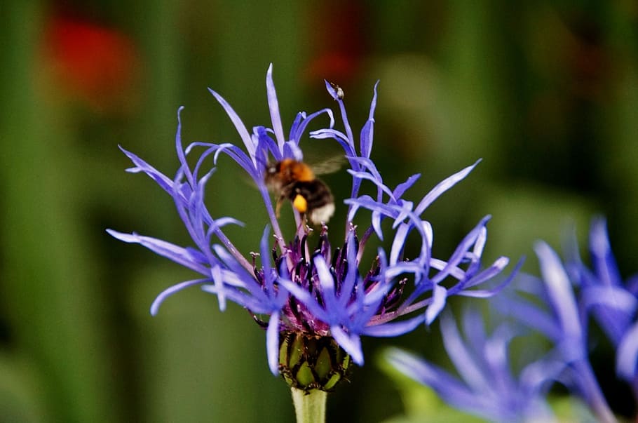 cornflower, bumble-bee, blue, insect, flowering plant, animal themes HD wallpaper