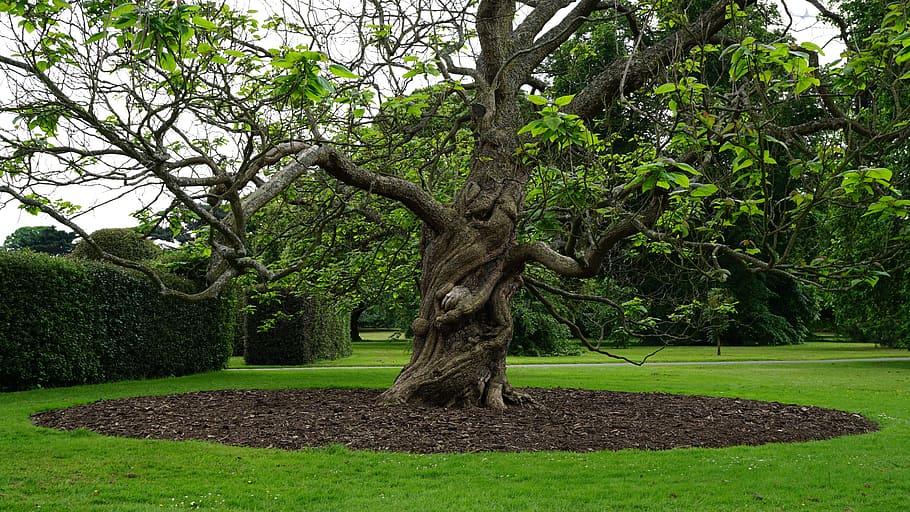 landscape, nature, garden, trees, beautiful, branches, daylight HD wallpaper