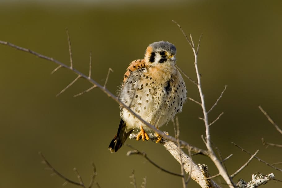 close-up photo of bird on branch of tree, kestrel, perched HD wallpaper