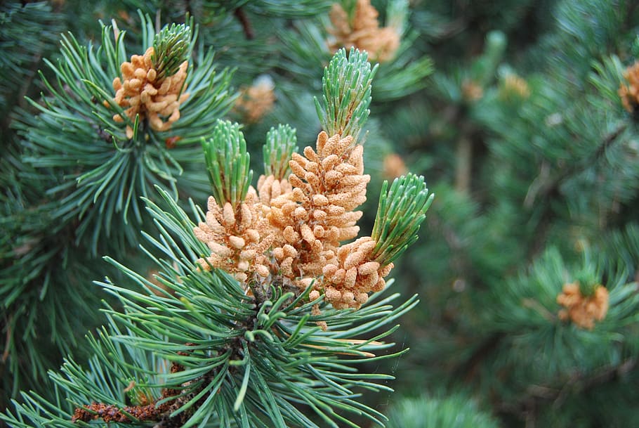 pine, buds, forest, green, nature, tree, needles, pine tree HD wallpaper