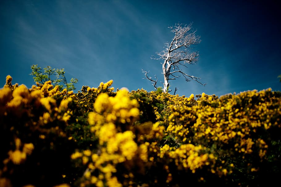 yellow flower field near bare tree under clear blue sky, white withered tree on yellow petaled flower field HD wallpaper
