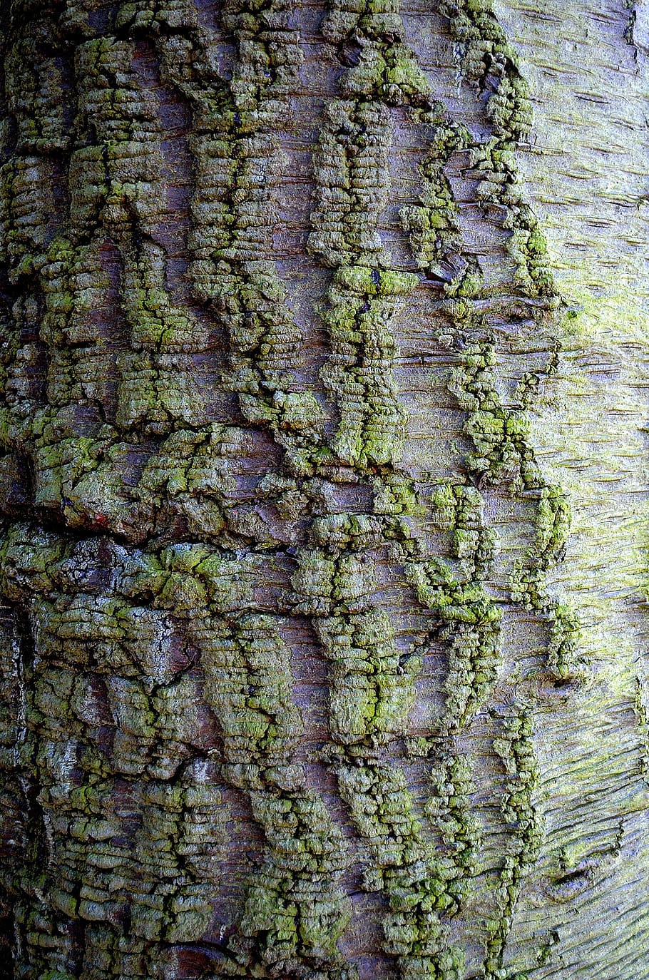 bark, tree, background, nature, shape, brown, wood, macro, textured HD wallpaper