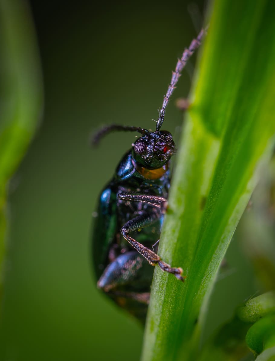 insect, macro, beetle, coleoptera, invertebrate, animals in the wild HD wallpaper