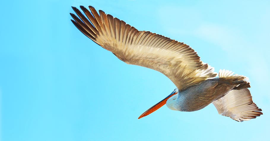 bird, big, pelican, animal, animal themes, animals in the wild HD wallpaper