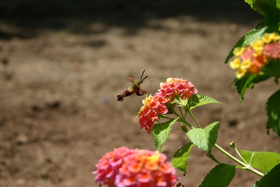Humming, Bird, Moth, Moths, Insect, flower, flowers, insects HD wallpaper