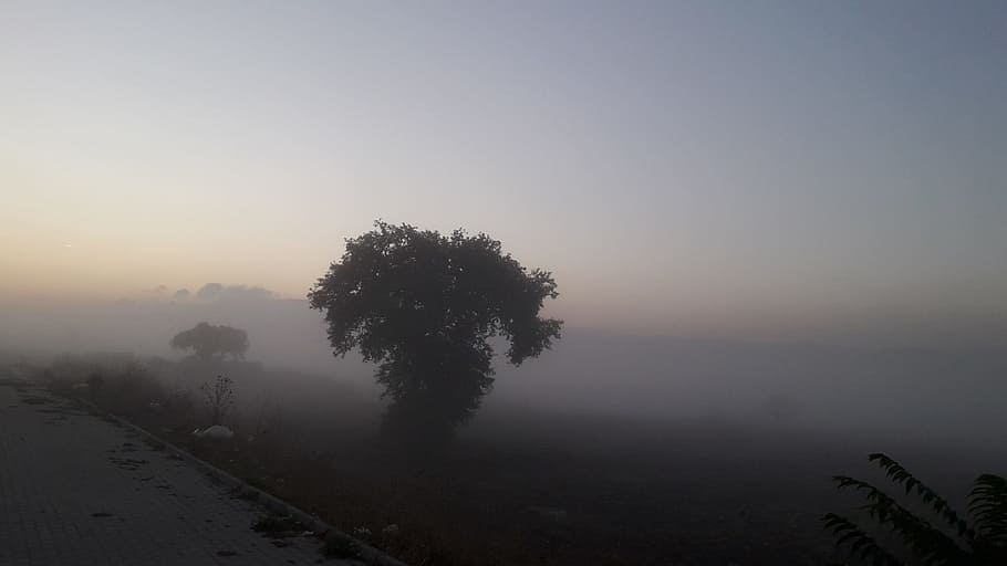 nature, dawn, bicycle rides, tree, fog, sky, plant, scenics - nature HD wallpaper