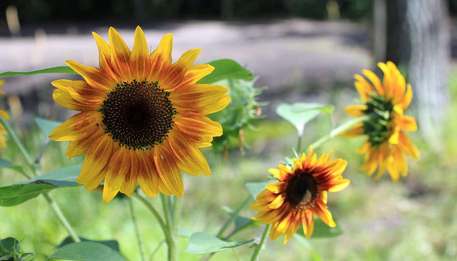 sunflower, firecracker, garden, multiple, summer, outdoors HD wallpaper