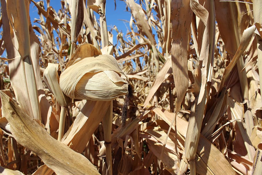 corn, cultivation, earth, harvest, cereals, grain, cornfield HD wallpaper