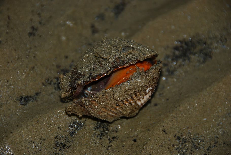 Clam, Shell, Beach, Dawn, rosa, one animal, animals in the wild HD wallpaper