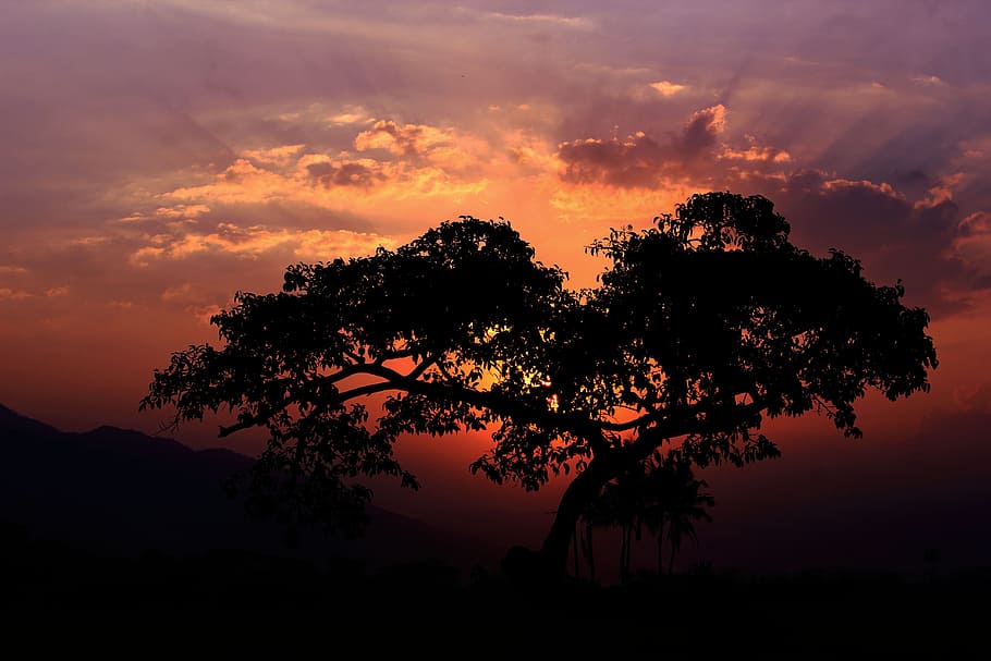 sunset, tree silhouette, orange sky, landscape, ray of light HD wallpaper