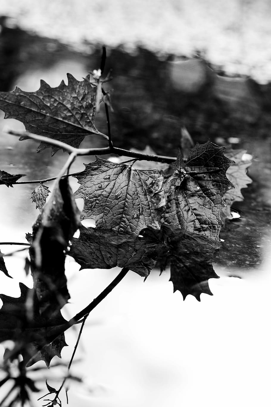 Leaf, Puddle, Water, Reflection, nature, no people, outdoors HD wallpaper