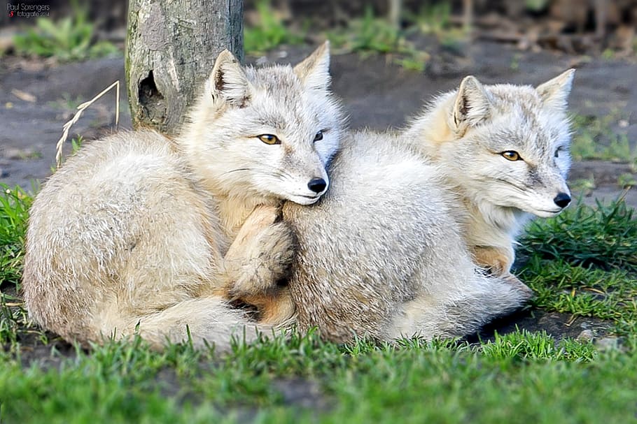 two gray wolf cubs on green lawn grass, steppevos, fox, zoo HD wallpaper