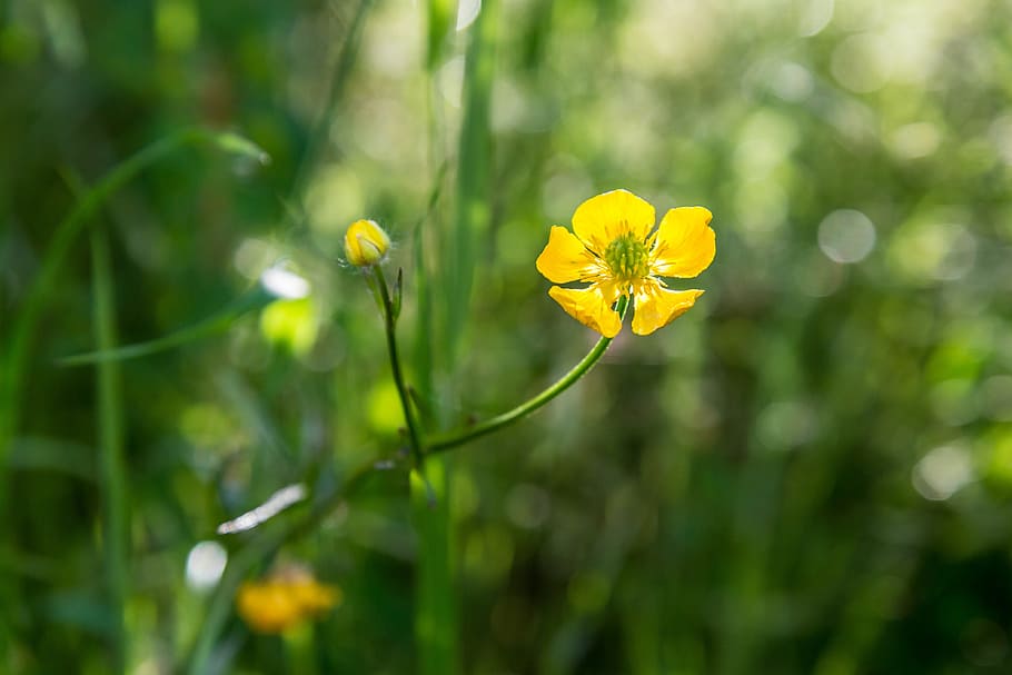 Flower, Macro, Blossom, Bloom, Close, spring, nature, plant HD wallpaper