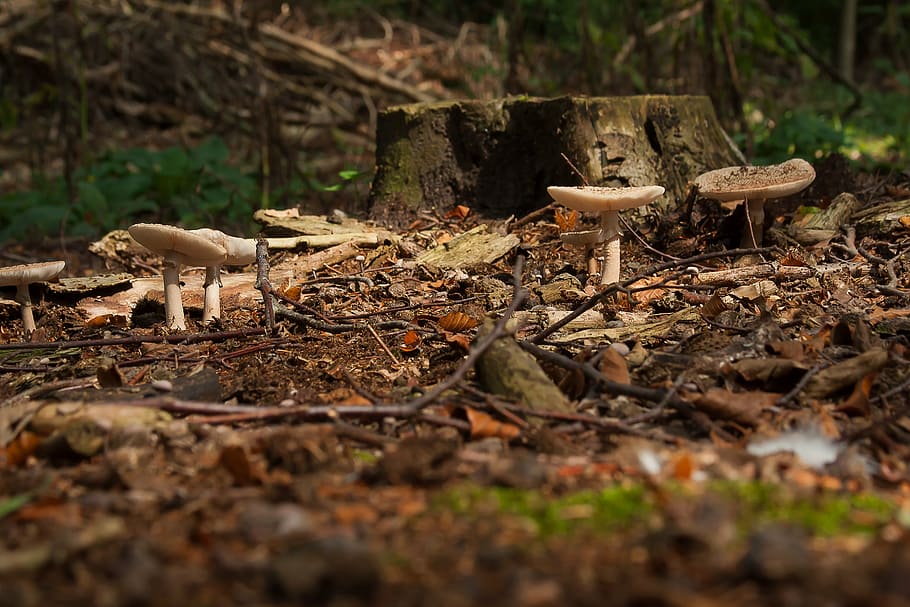 mushrooms, forest, spring, nature, autumn, toxic, moist, plant HD wallpaper