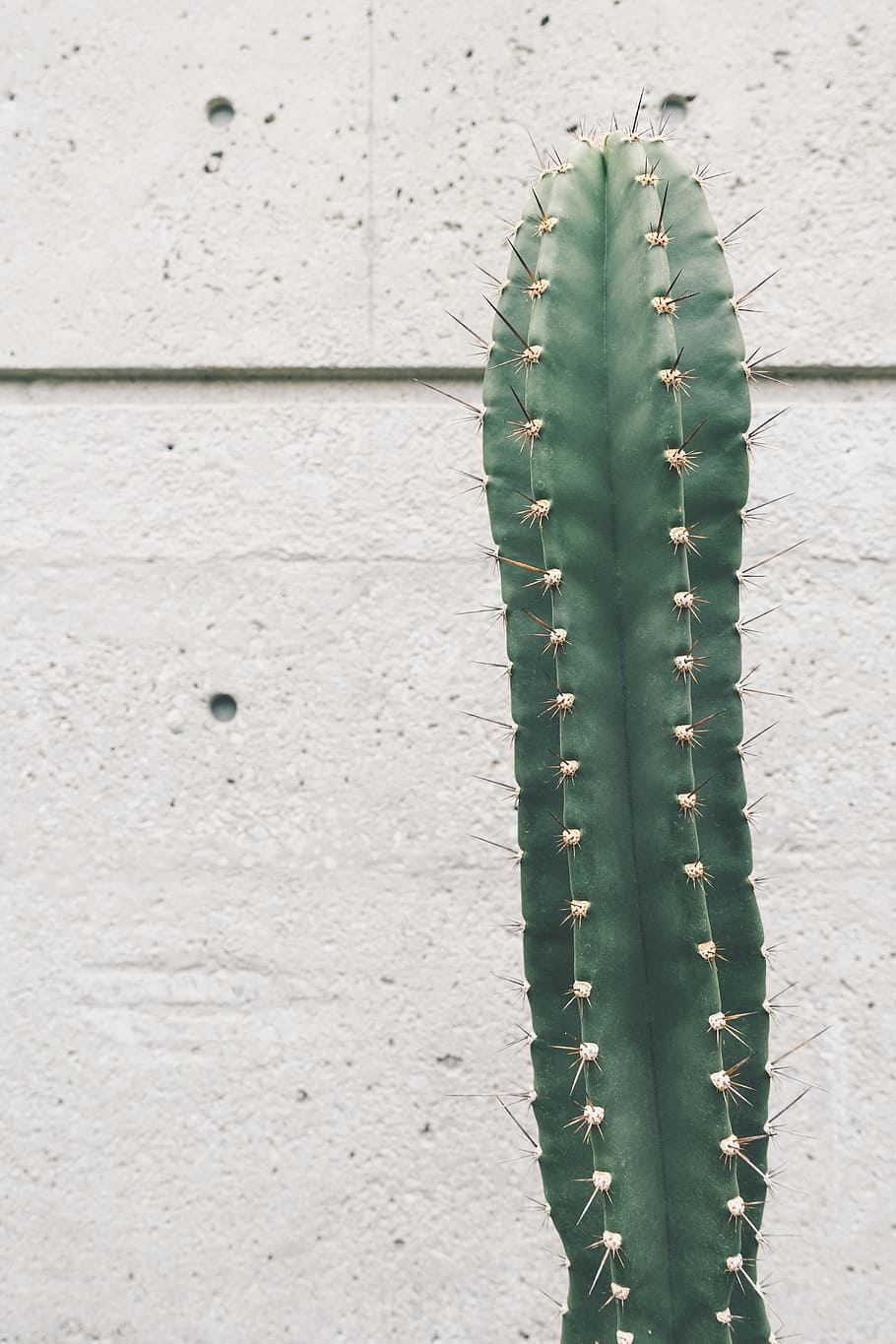 cactus, plant, thorn, green, nature, succulent plant, growth HD wallpaper