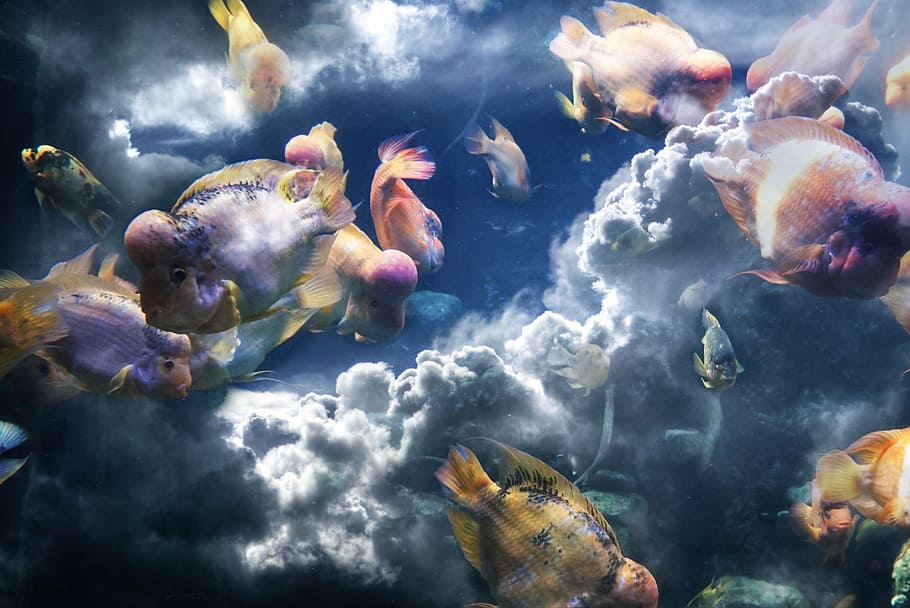 flower horn fish and clouds, composition, sea, sky, wave, nature HD wallpaper