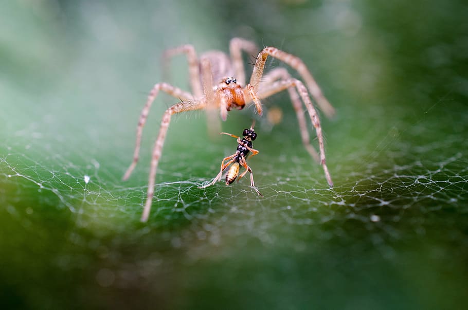 macro photography of brown spider on web, fight, nutritional supplements HD wallpaper