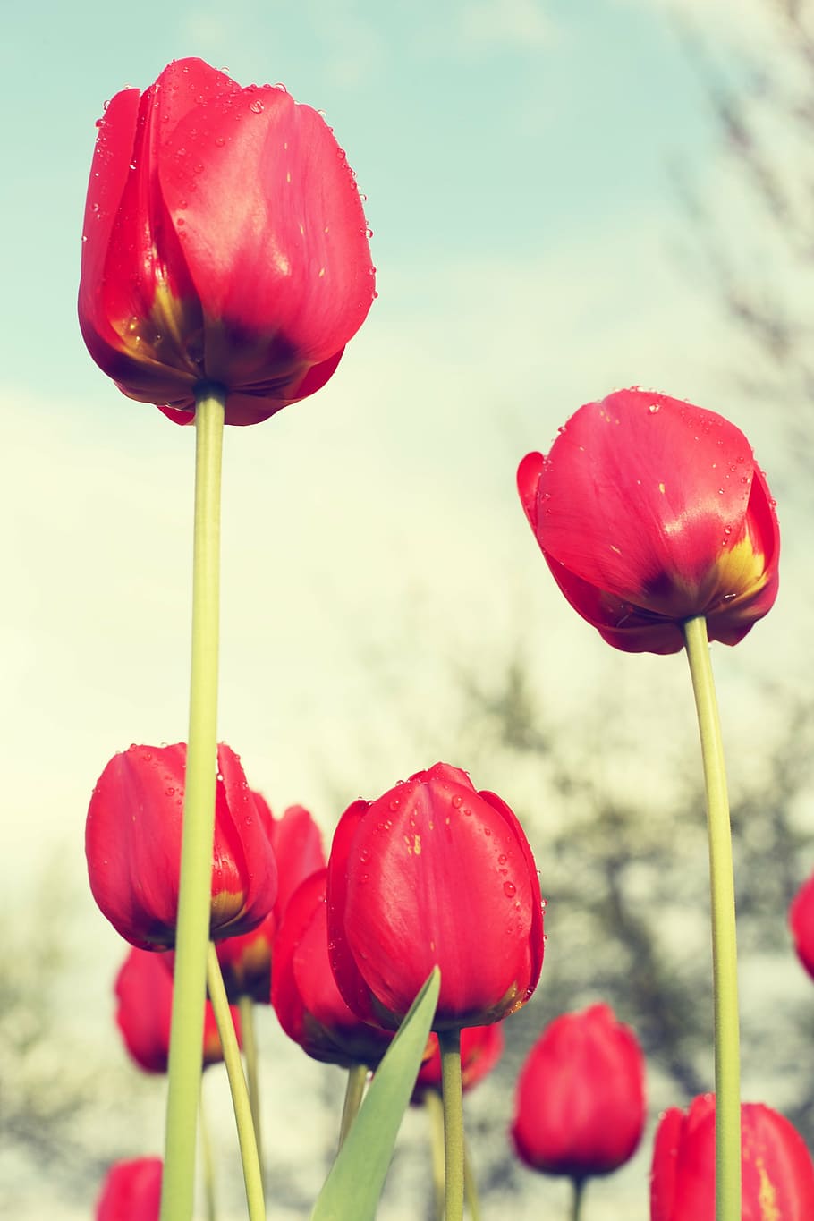 HD wallpaper: close-up photo of red tulip flowers, red tulips, field ...