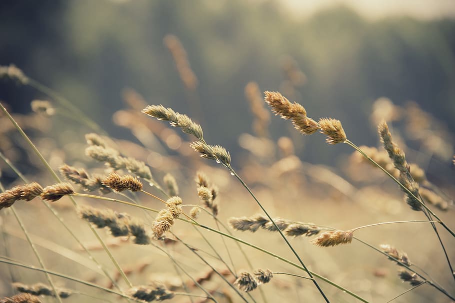 selective focus photography of brown leafed plant, close-up HD wallpaper