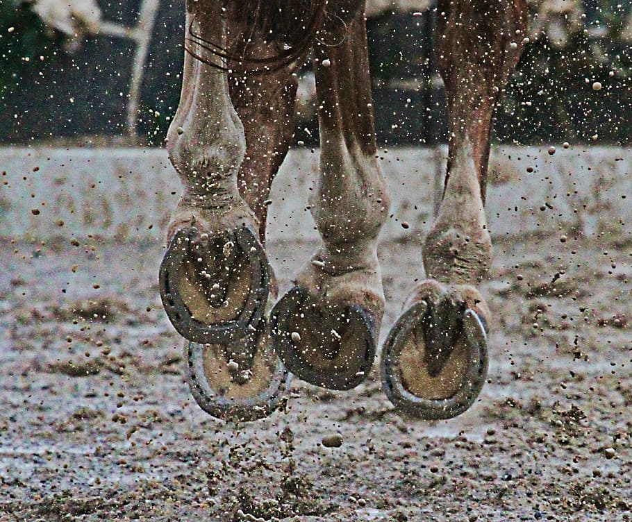 close-up of brown horse with grey horseshoes, hooves, mud, animal, HD wallpaper
