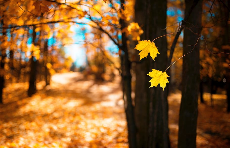 brown maple leaves in tilt photography during daytime, trees HD wallpaper