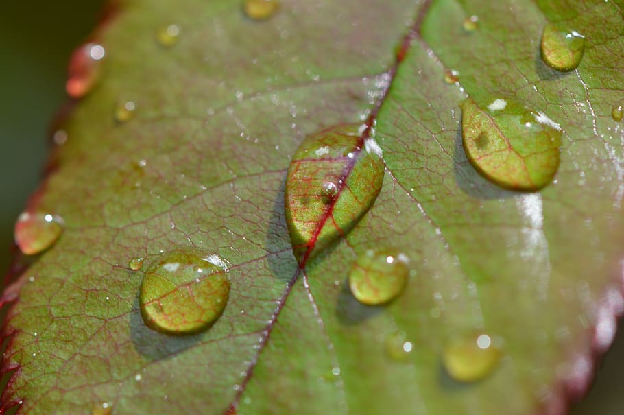 rosenblatt, rain, drip, wet, water, raindrop, drop of water HD wallpaper