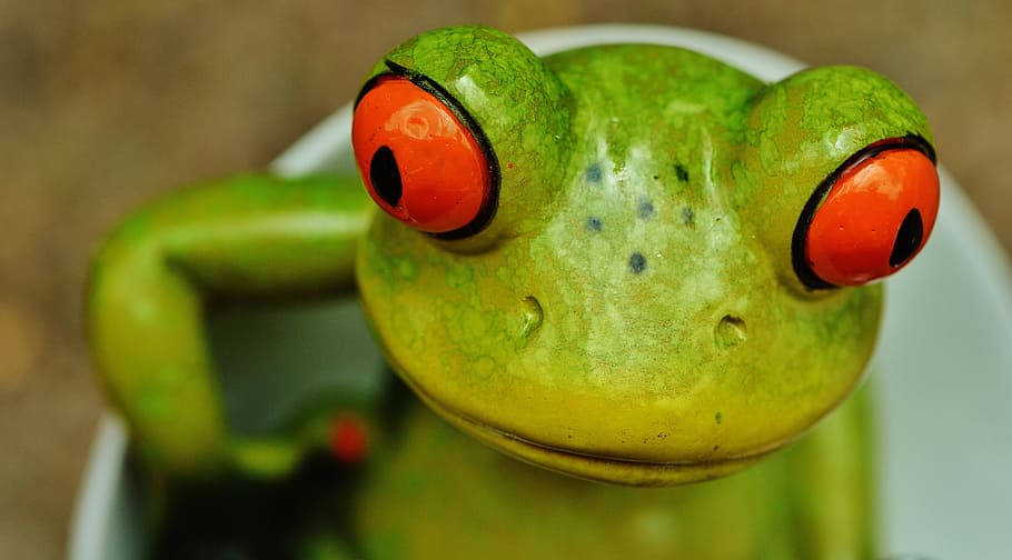 frog, funny closeup, eyes, head, figure, cute, sweet, close-up HD wallpaper