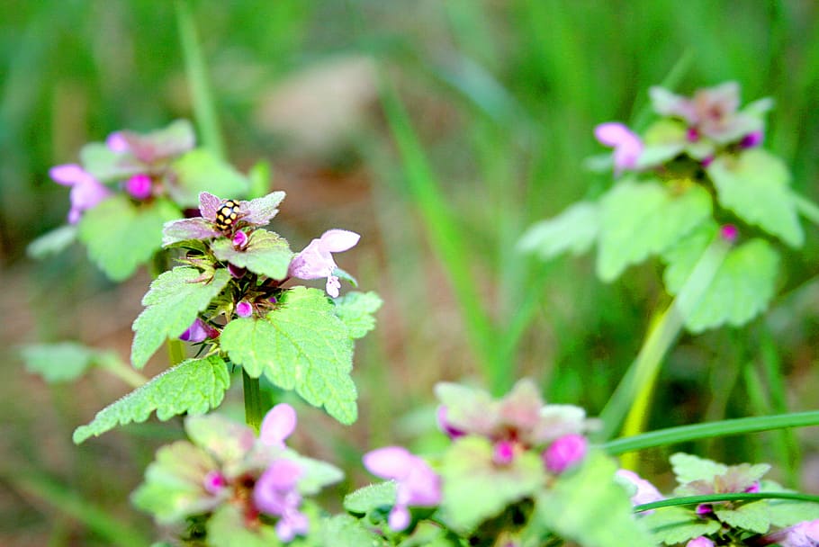 dead nettle, meadow, nature, flowers, plant, flowering plant HD wallpaper