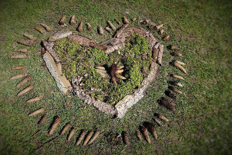 forest, tap, heart, meadow, wood, love, nature, plant, day HD wallpaper