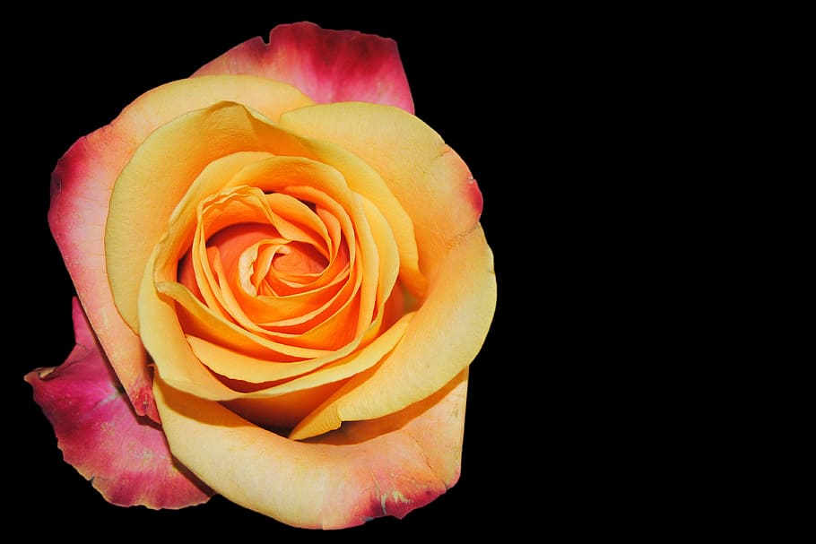 macro photography of yellow rose flower, blossom, bloom, flamed HD wallpaper