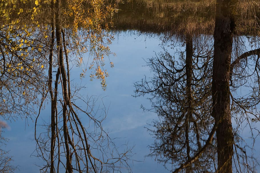 Lake, Tree, Mirroring, Water, trees, plant, flora, nature, autumn HD wallpaper