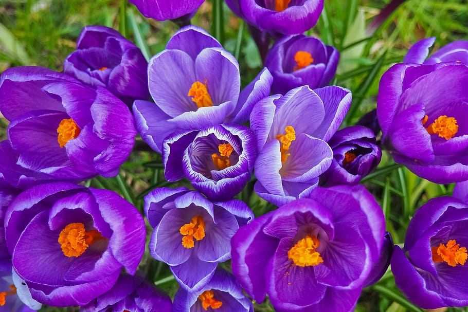 purple flowers, crocus, spring, spring flower, blossom, bloom HD wallpaper